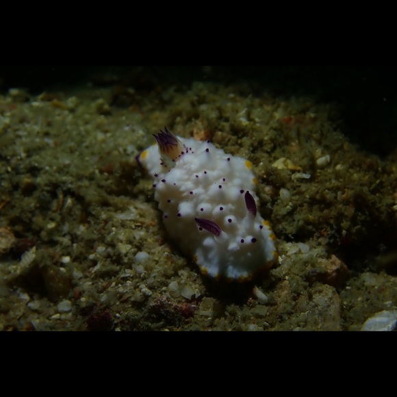 Meet your Posher, May - Picture 1 of 1